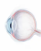 A cross-section of an eye